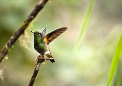 Humming Bird, Ecuador.