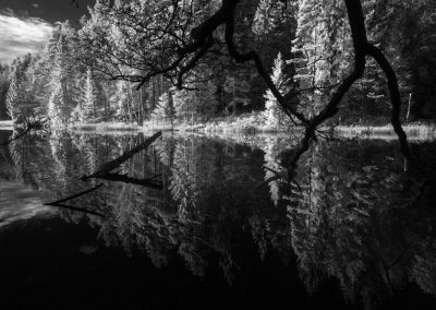 Forest reflecting. Lysøypa. Arendal, Norway.