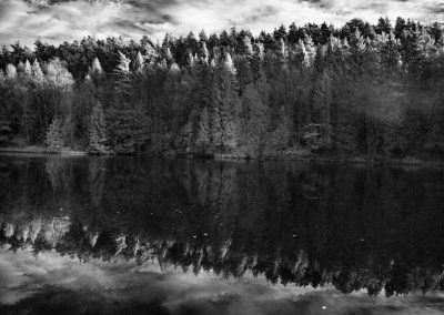 Forest reflecting. Lysøypa. Arendal, Norway.