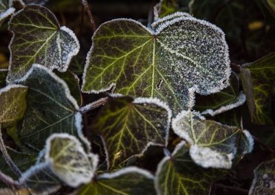 Frost sneaking in on us every year. Arendal, Norway.