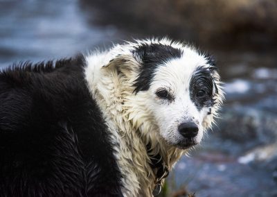 Bandit after chasing some waves