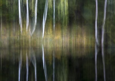 Forest night. Arendal, Norway.