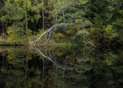 Forest reflecting. Lysøypa. Arendal, Norway.