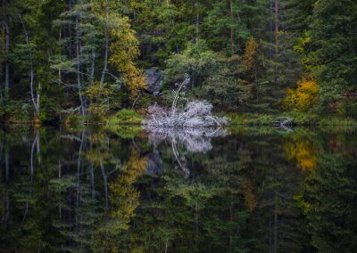 Forest reflecting. Lysøypa. Arendal, Norway.